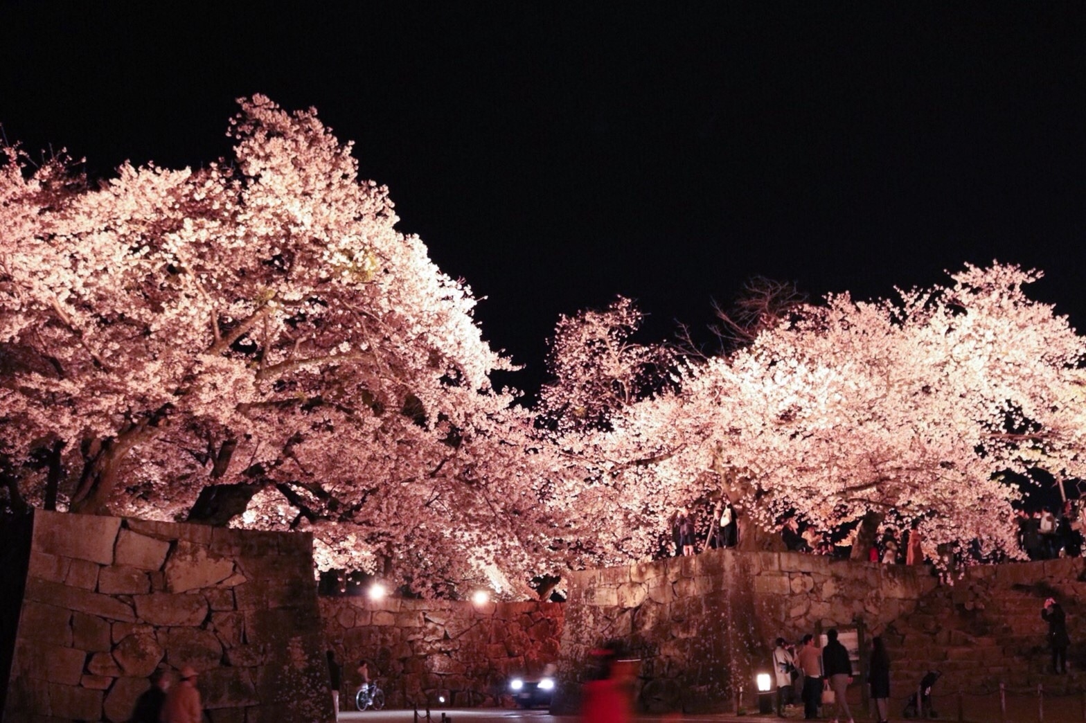 夜桜