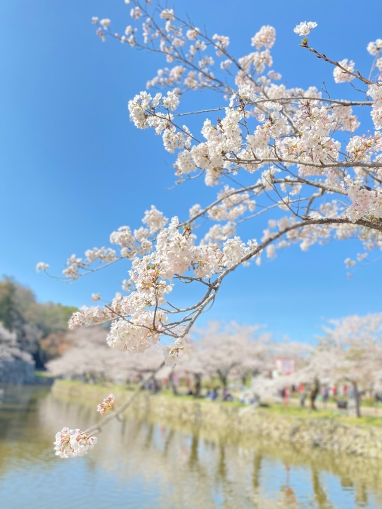 彦根城桜🌸