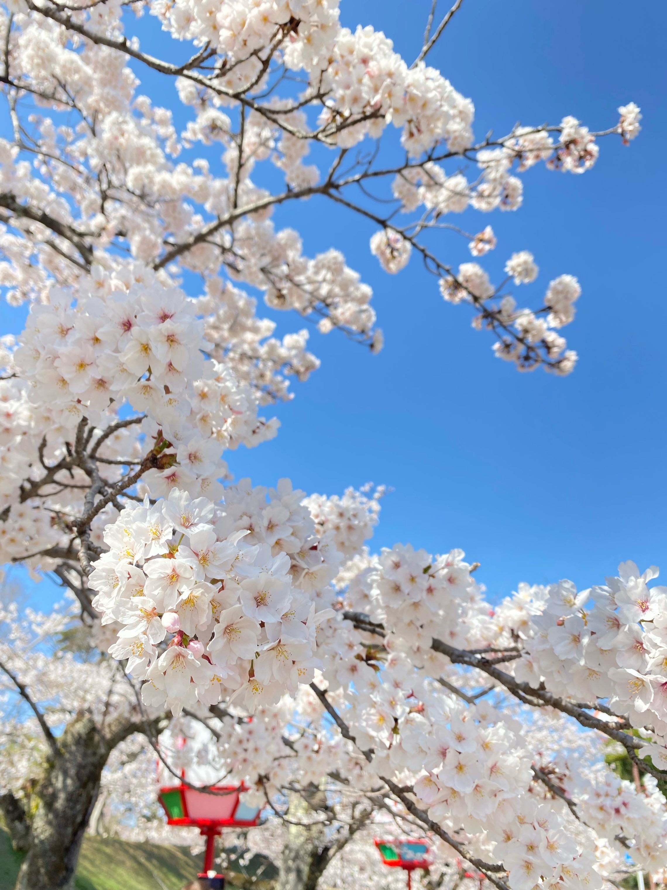 彦根城桜🌸🌸