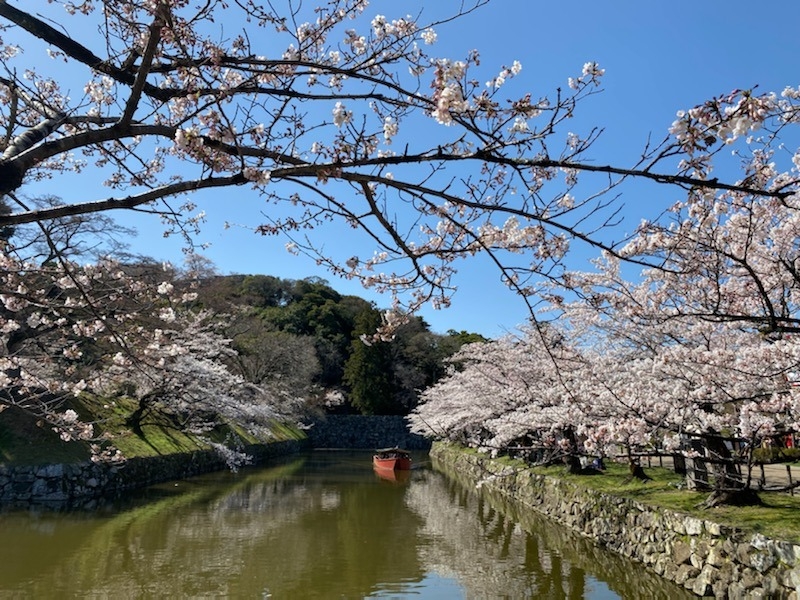 彦根城桜🌸🌸🌸