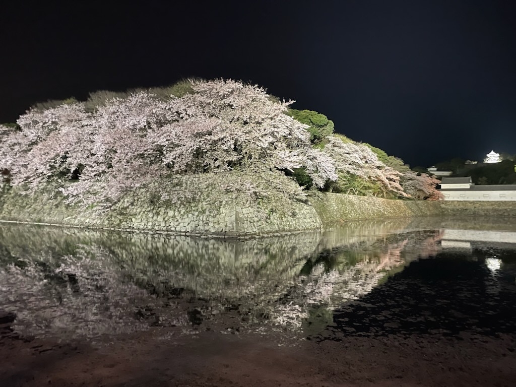 夜桜