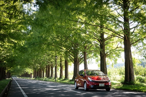 メタセコイアと馬の森