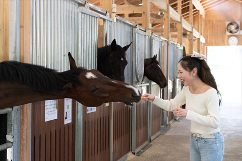メタセコイアと馬の森