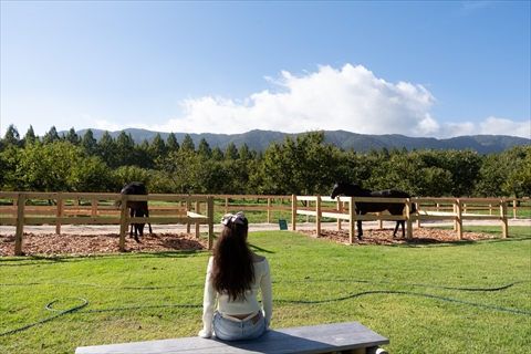 メタセコイアと馬の森