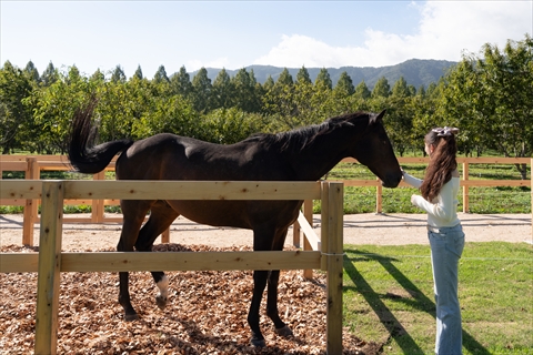 メタセコイアと馬の森