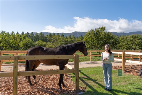 メタセコイアと馬の森