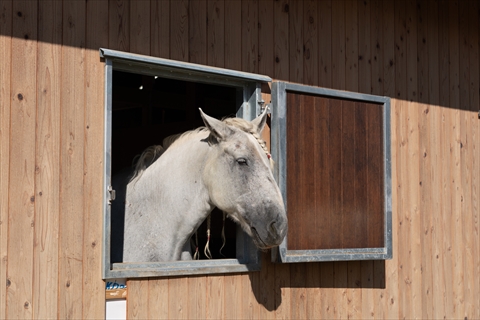 メタセコイアと馬の森