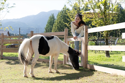 メタセコイアと馬の森