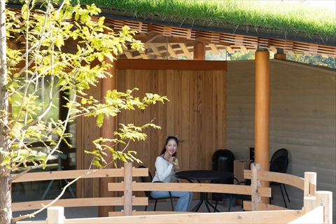 メタセコイアと馬の森