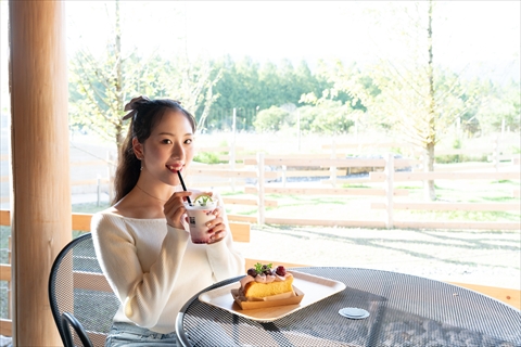 メタセコイアと馬の森