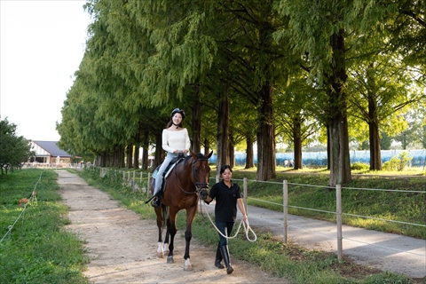 メタセコイアと馬の森