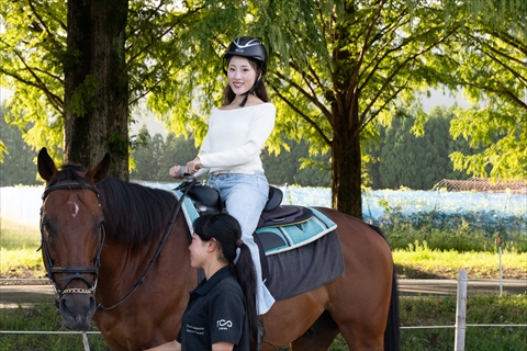 メタセコイアと馬の森