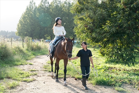 メタセコイアと馬の森