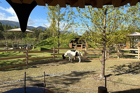 メタセコイアと馬の森