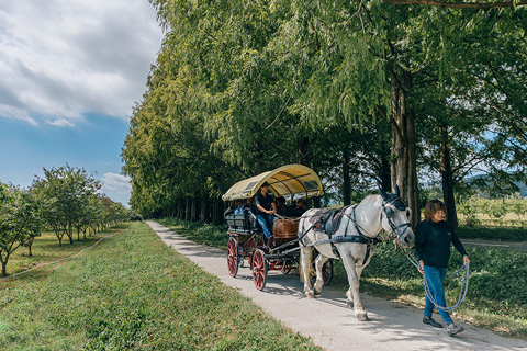 メタセコイアと馬の森